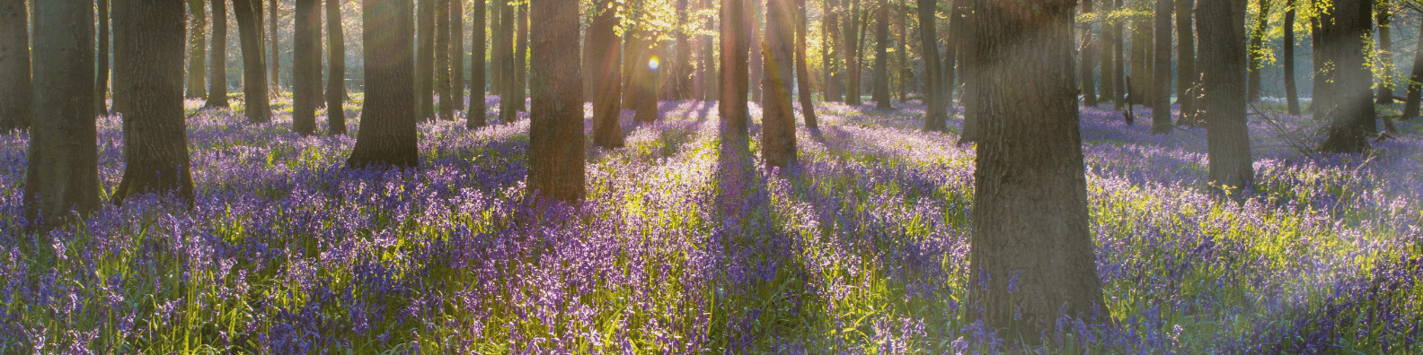 Sunlit lavender forest